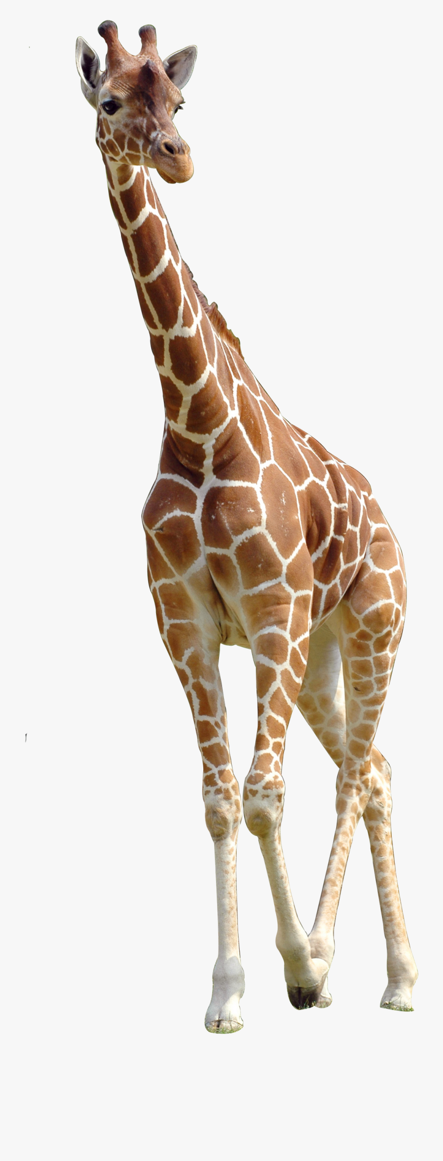 Giraffe Northern Download Free Image Clipart - Giraffe Png, Transparent Clipart