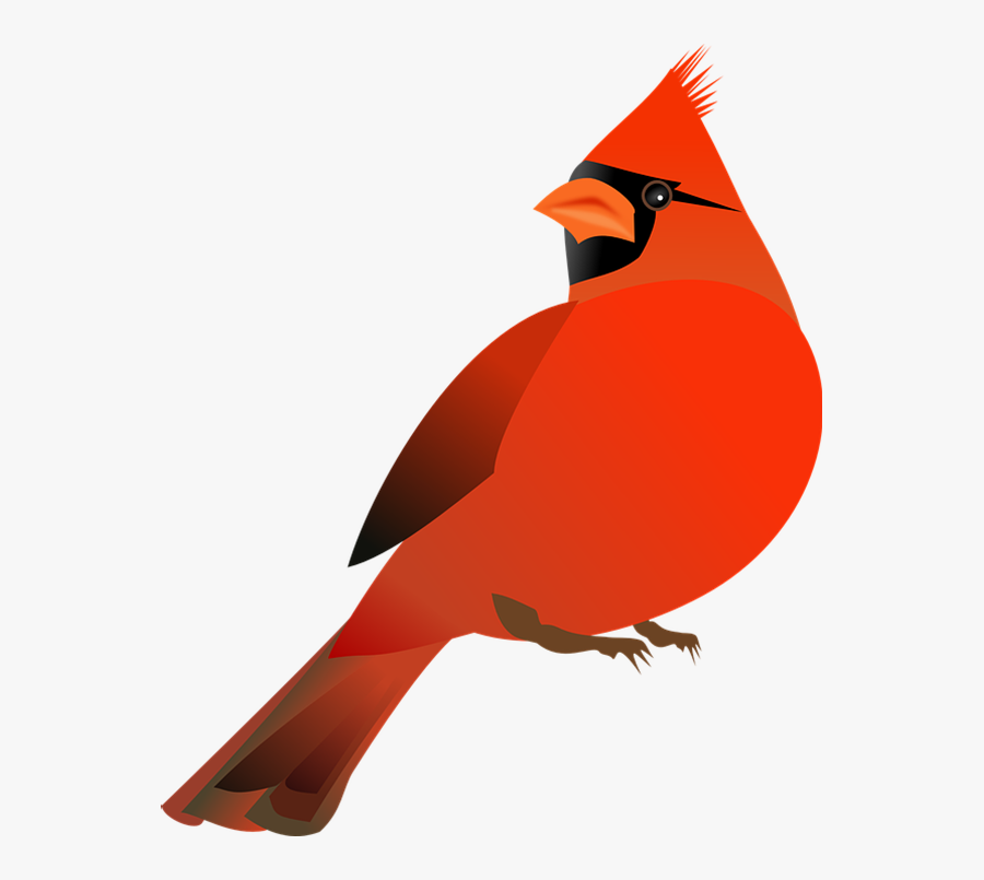 Northern Cardinal St - Red Cardinal Bird Clip Art, Transparent Clipart