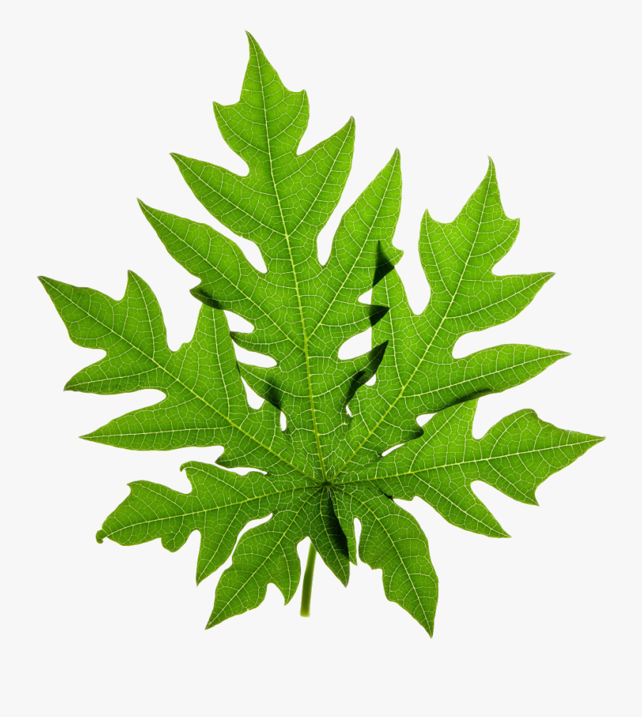 Papaya Stock Photography Clip Art - Papaya Leaves Vector Png, Transparent Clipart