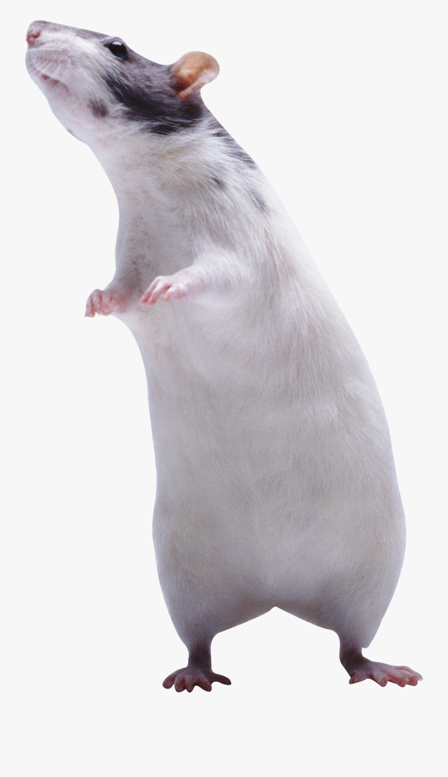 Download And Use Rat - Grey Rat Png, Transparent Clipart