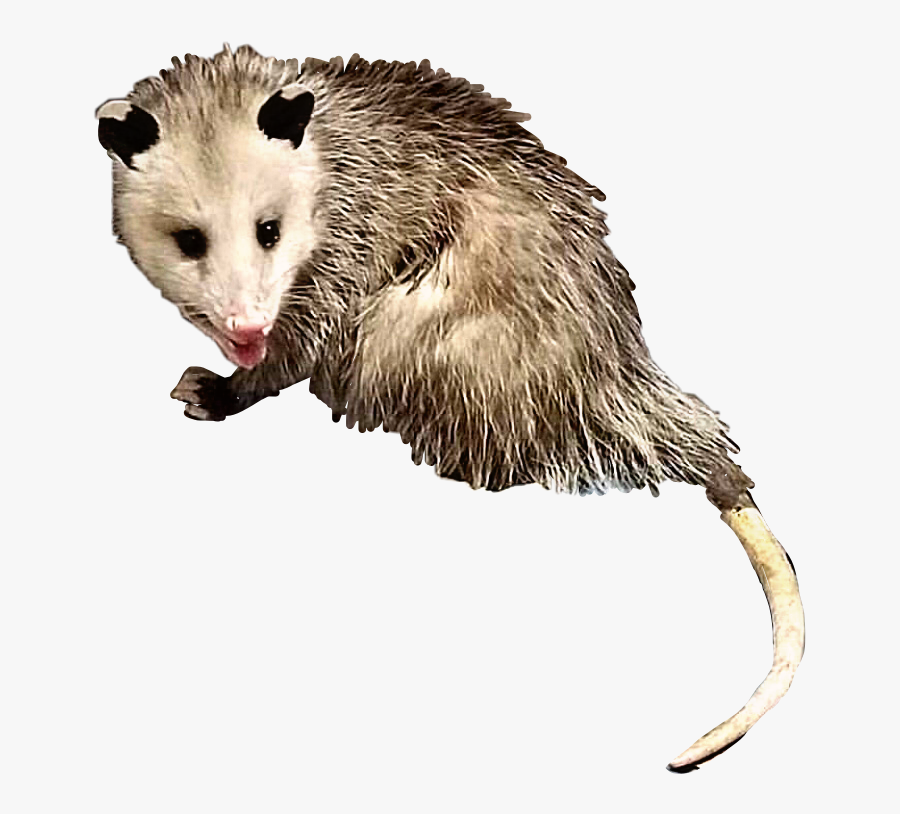 #opossum #possum #animal #creature #critter #rodent - Opossum Transparent Background Gif, Transparent Clipart