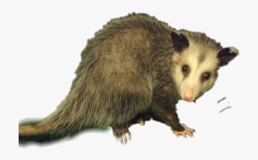 Transparent Opossum Png - Common Opossum, Transparent Clipart