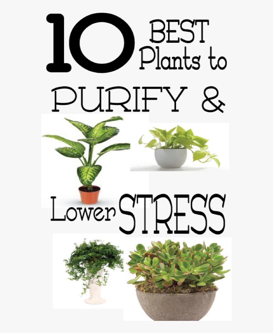Plants Good For Stress, Transparent Clipart
