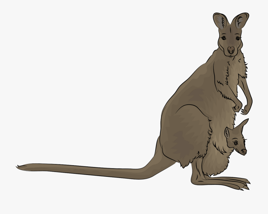 Kangaroo, Transparent Clipart