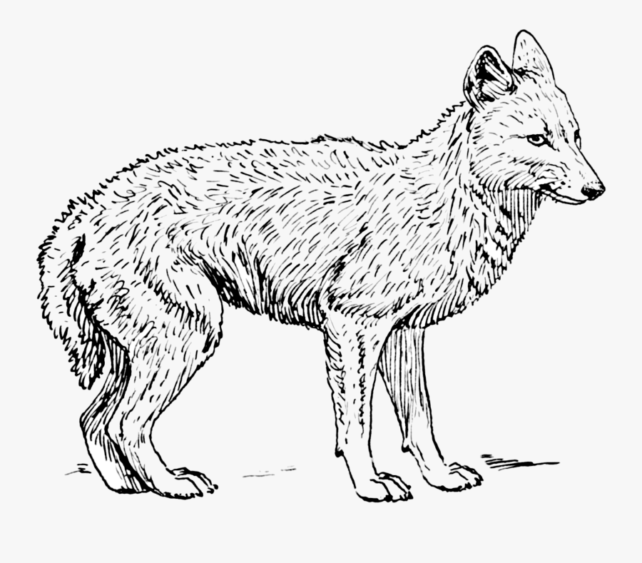 Coyote Black And White, Transparent Clipart