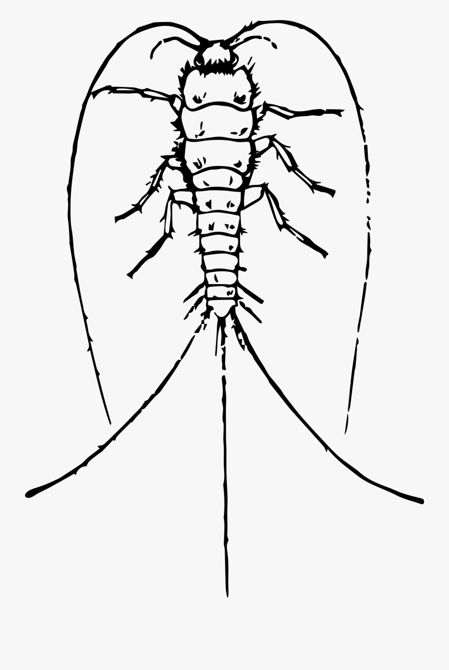 Clipart - Silverfish Image For Drawing, Transparent Clipart