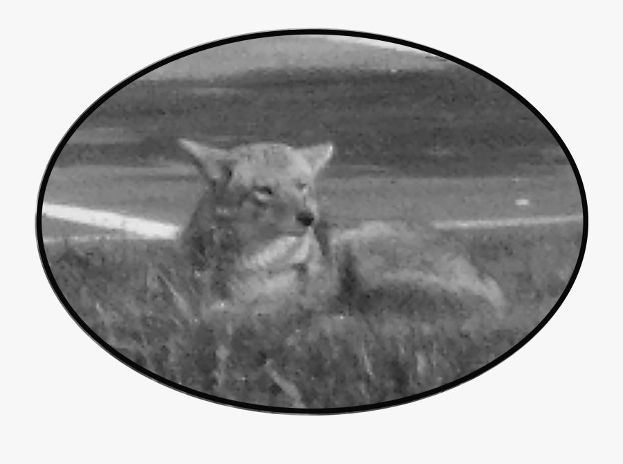Transparent Coyote Png - Monochrome, Transparent Clipart