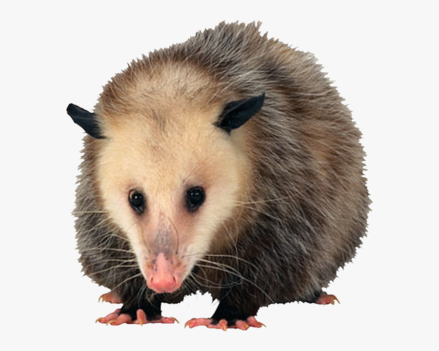 Tucker Once Mistook The Possum For His Late Sister - Opossum Png, Transparent Clipart