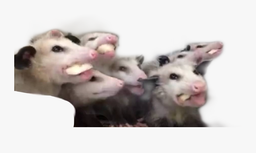 Possum Freetoedit - Love Is Love Possum Imgur, Transparent Clipart