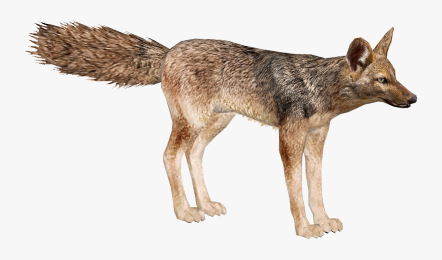 Jackal, Transparent Clipart