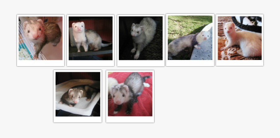 Virginia Opossum, Transparent Clipart