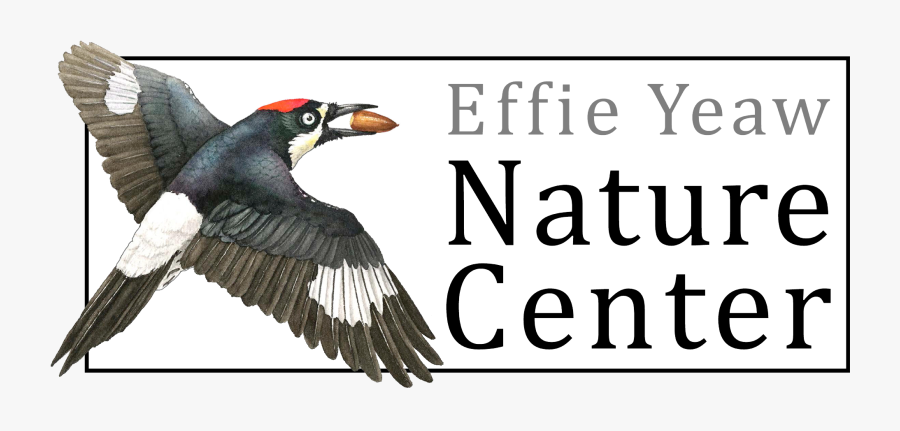 Transparent Opossum Png - Wieliczka Salt Mine, Transparent Clipart