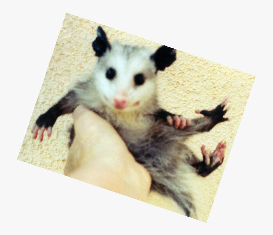 Common Opossum, Transparent Clipart