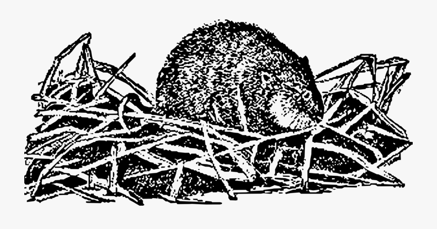 Visual Arts,plant,art - Muskrat Drawing, Transparent Clipart