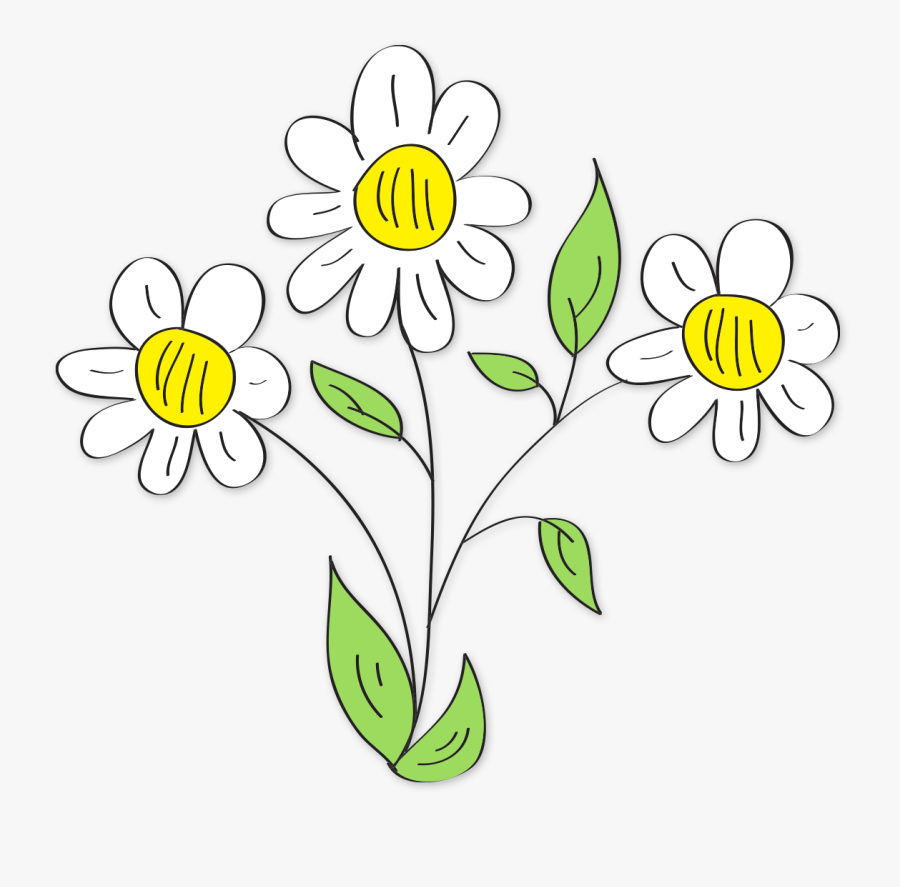 Chamomile, Transparent Clipart