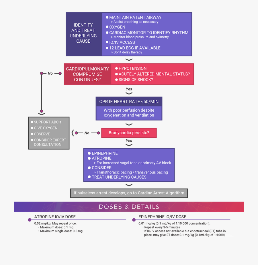 Bradycardia Is A Heart Rate Lower Than Normal For A Bradycardia Heart
