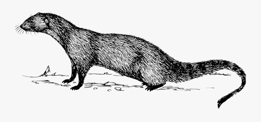 Polecat, Fitch, Rodent, Animal, Biology, Mammal - Small Indian Mongoose Drawing, Transparent Clipart