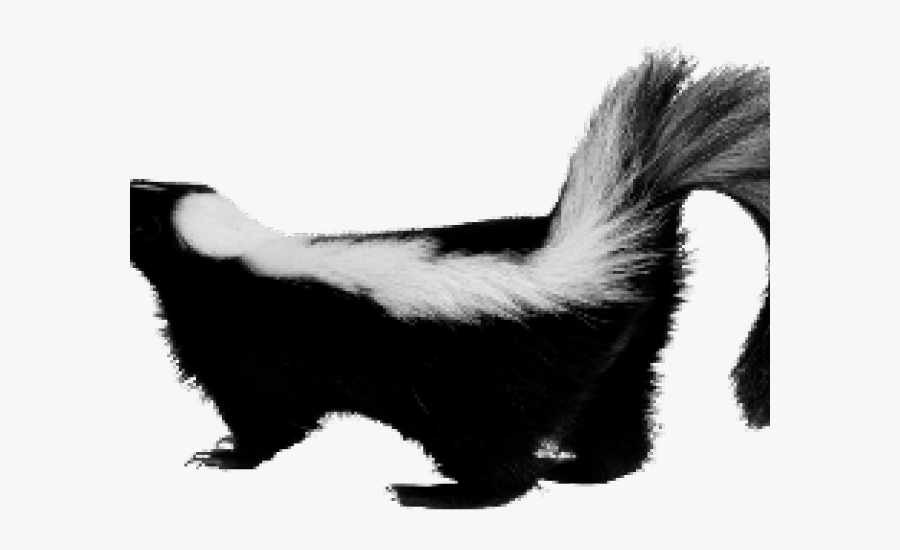 Skunk Png Transparent Images - Skunk Png, Transparent Clipart