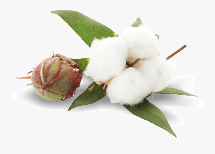 Cotton Png, Transparent Clipart