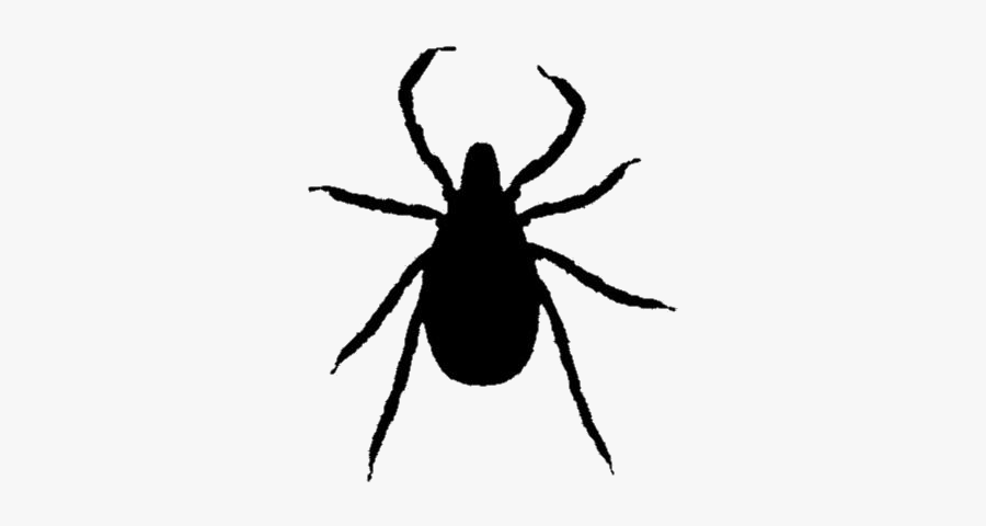 Black Ticks Insect Clipart Transparent Background - Weevil, Transparent Clipart