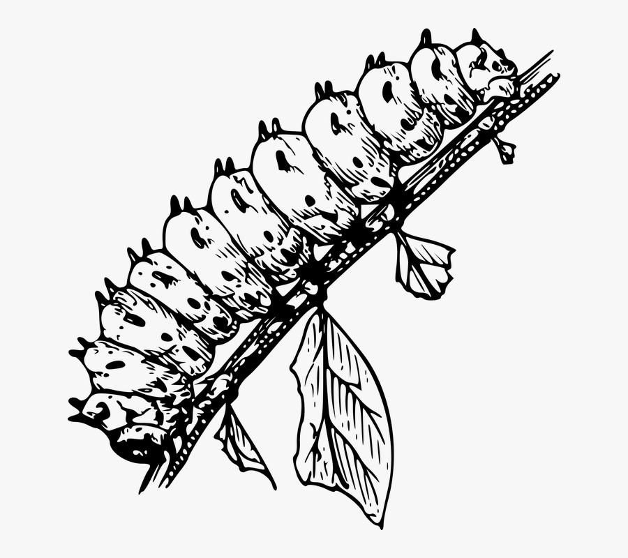 Animal, Caterpillar, Insect, Larva, Larvae - Larva Black And White, Transparent Clipart