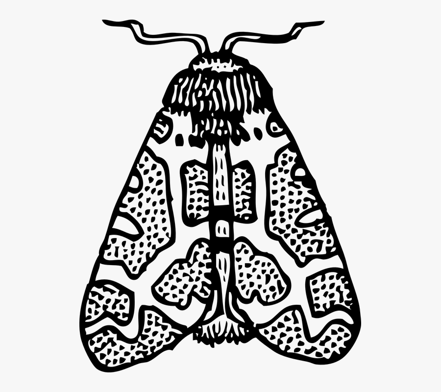 Moth, Insect, Wings, Top, Pattern - Moth Black And White Clip Art, Transparent Clipart