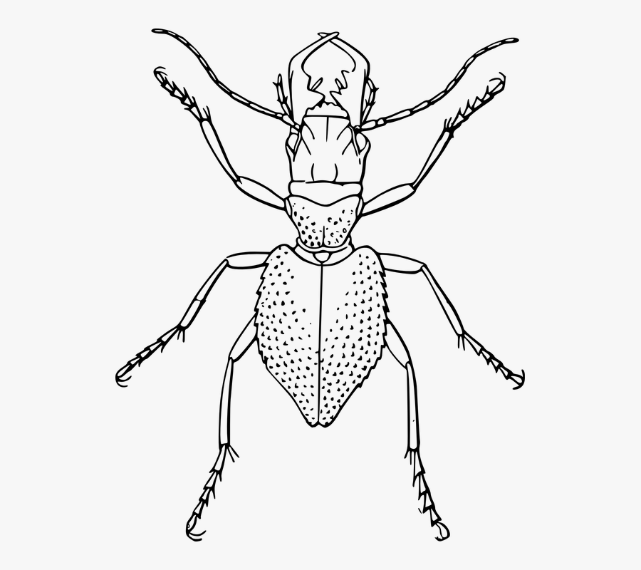 Spider, Bug, Insect - Manticora Tuberculata, Transparent Clipart