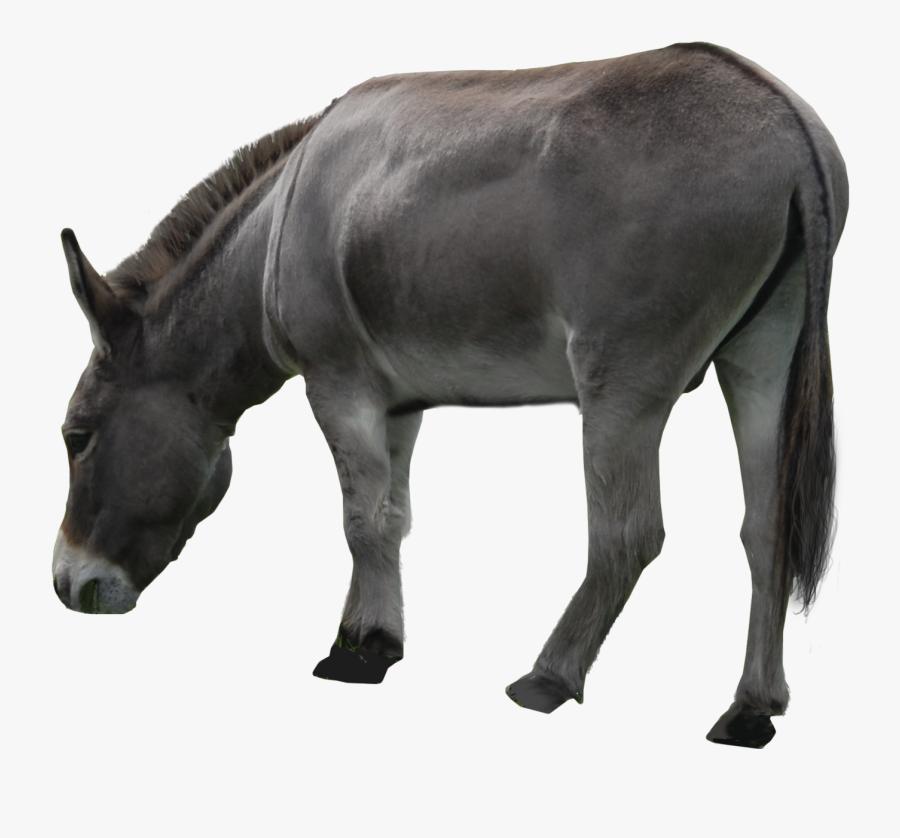 Download For Free Donkey Png Icon - Donkey Ass Png, Transparent Clipart