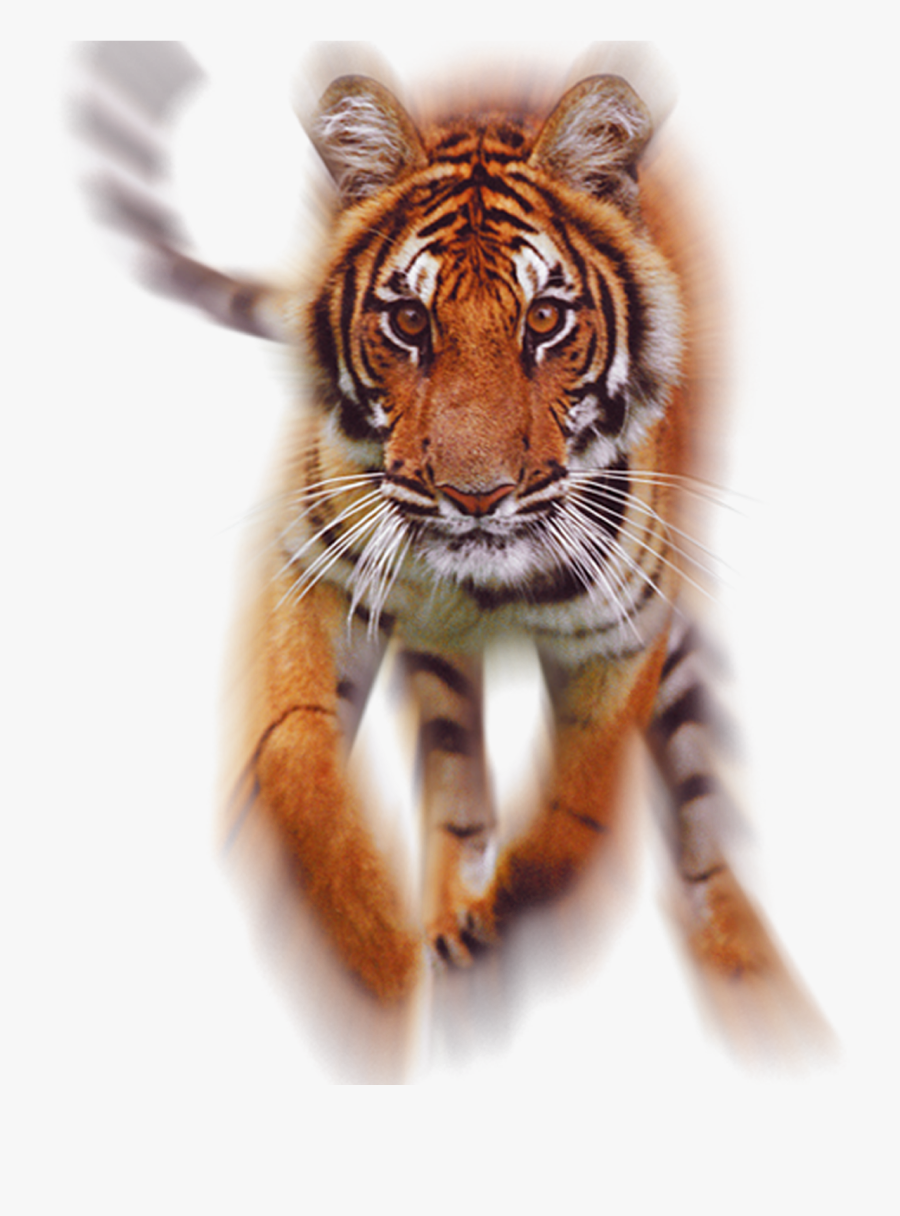 Transparent Running Png - Full Hd Tiger Png, Transparent Clipart