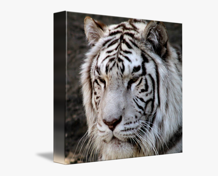 Bengal Tiger, Transparent Clipart