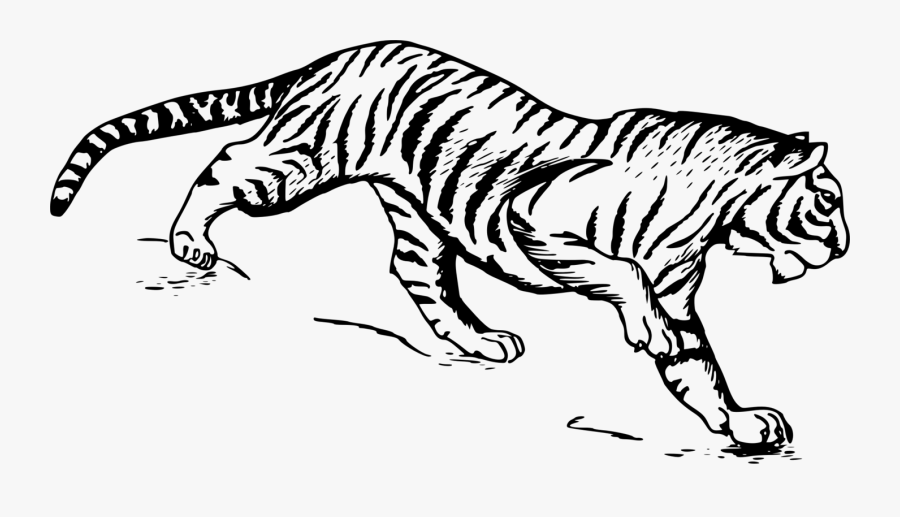Tiger 1 - Tiger Drawing, Transparent Clipart