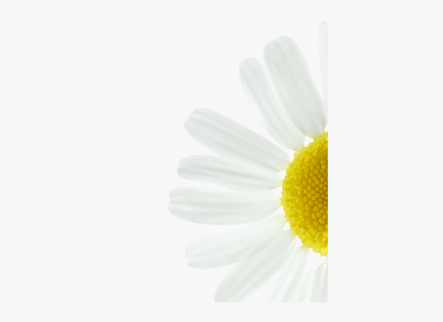 Camomille Png, Transparent Clipart