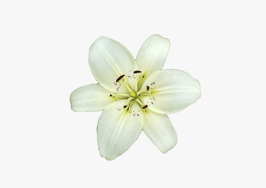 Clip Art White Transparent Png Stickpng - Transparent Background White Lily Flower Png, Transparent Clipart