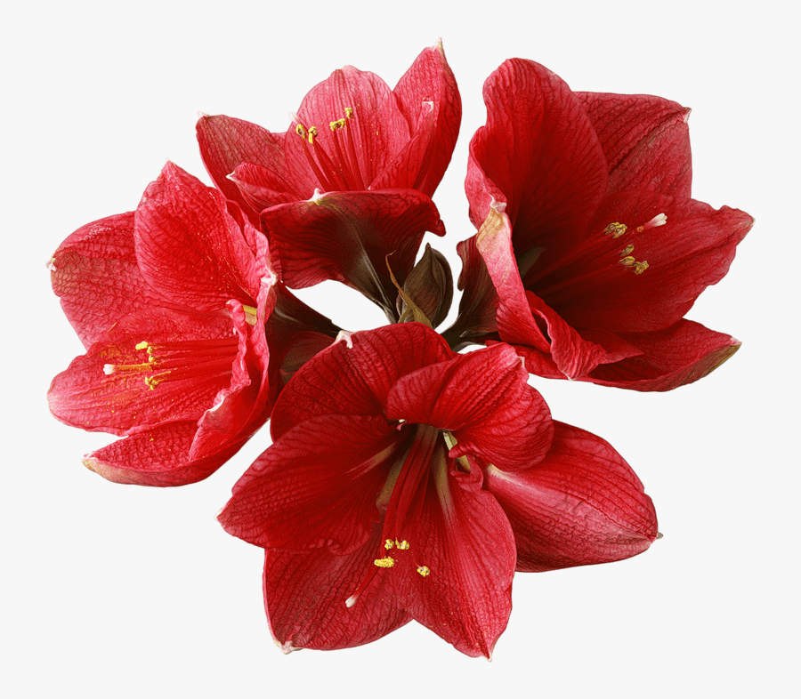 Red Orchid Png Clipart - Full Flowers Png Hd, Transparent Clipart