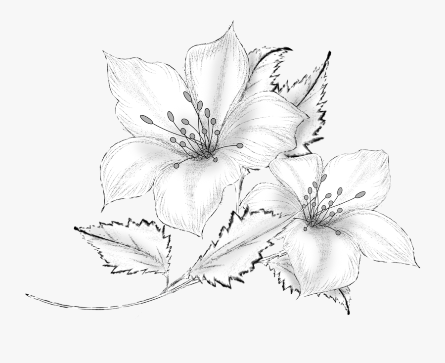 Transparent Moana Flower Clipart - Lily, Transparent Clipart