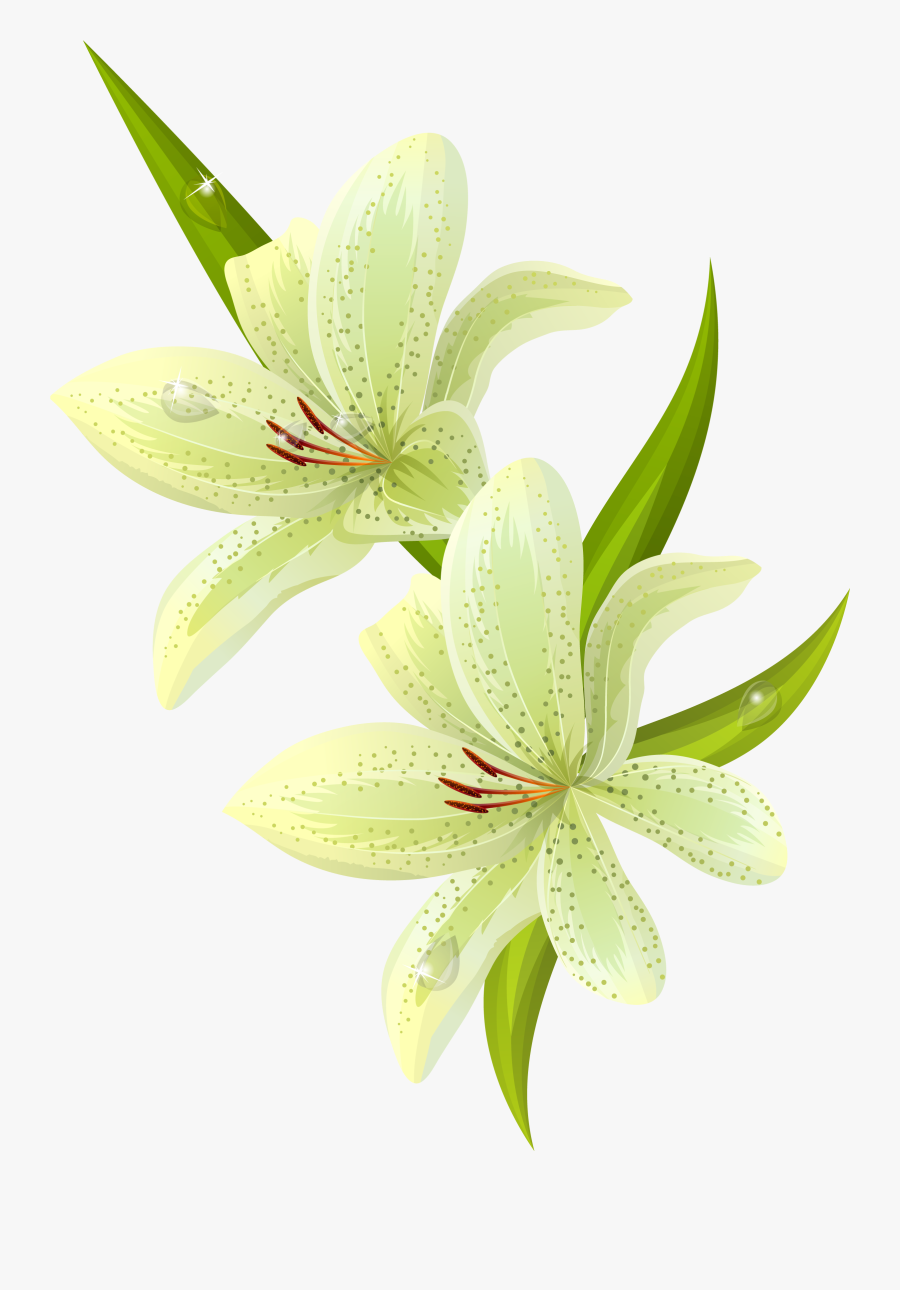 Lily Flower Clipart, Transparent Clipart