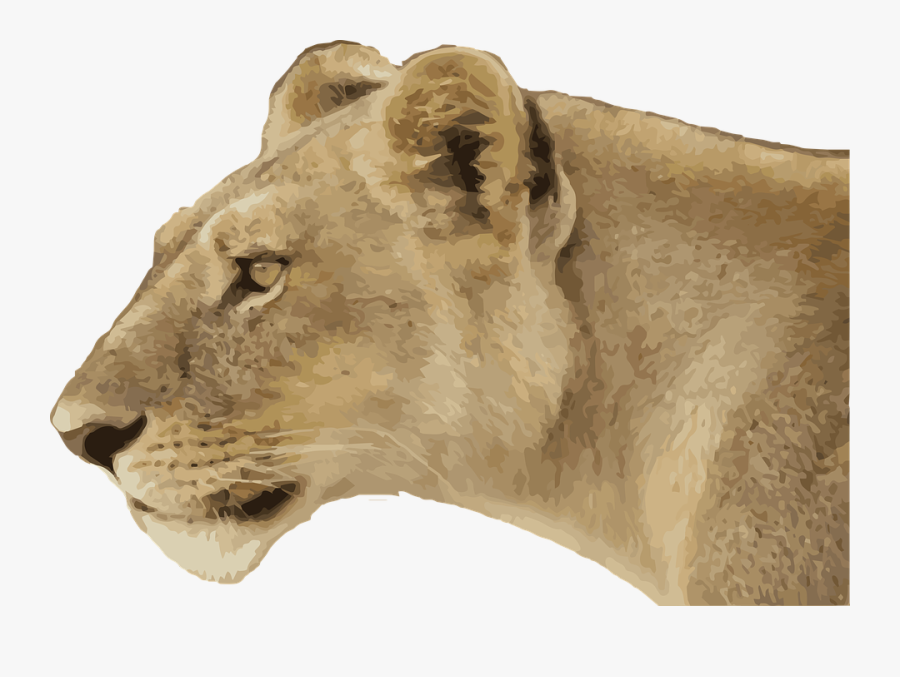 Transparent Lion Transparent Png - Lioness Transparent, Transparent Clipart