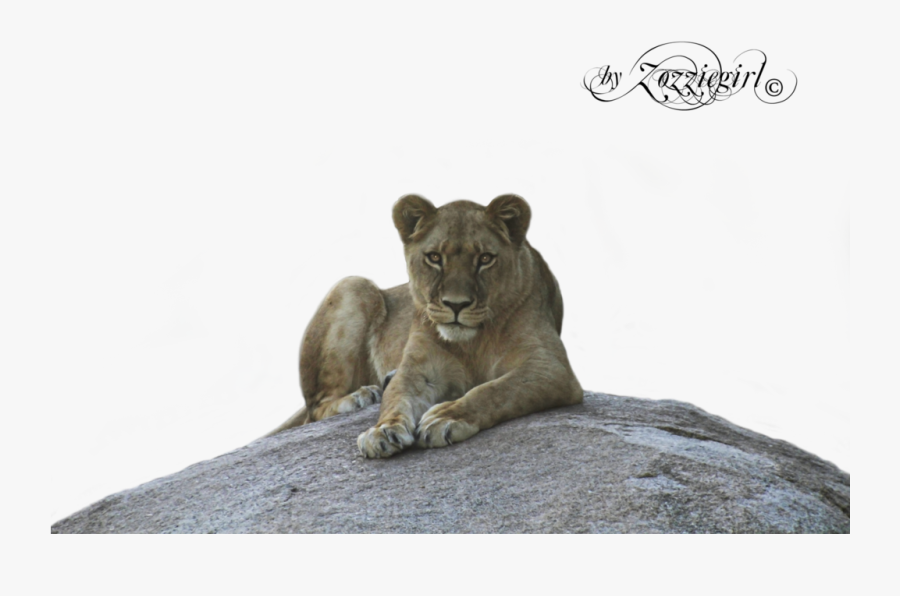 Picture Pauline Bond - Lioness Png, Transparent Clipart