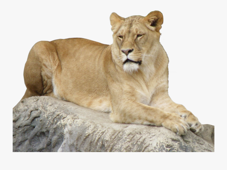 Lioness Png, Transparent Clipart