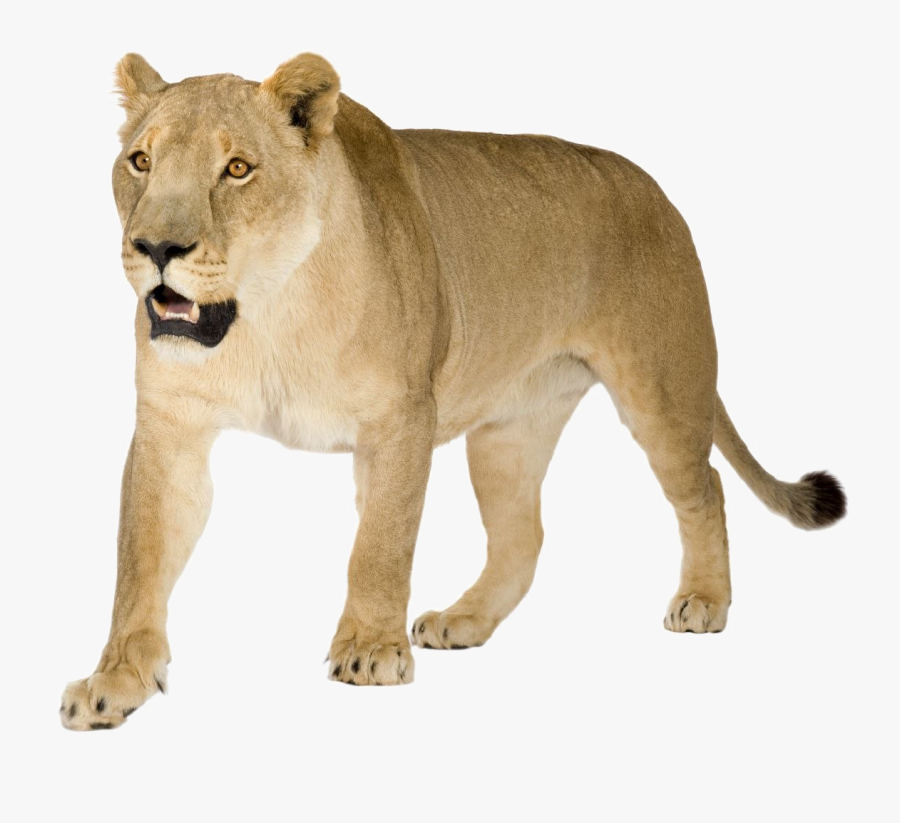 Transparent Lioness Png - Lioness Images Png Hd, Transparent Clipart