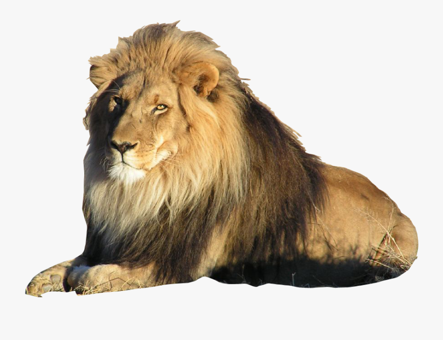 Meet The Animals African Lion, Transparent Clipart