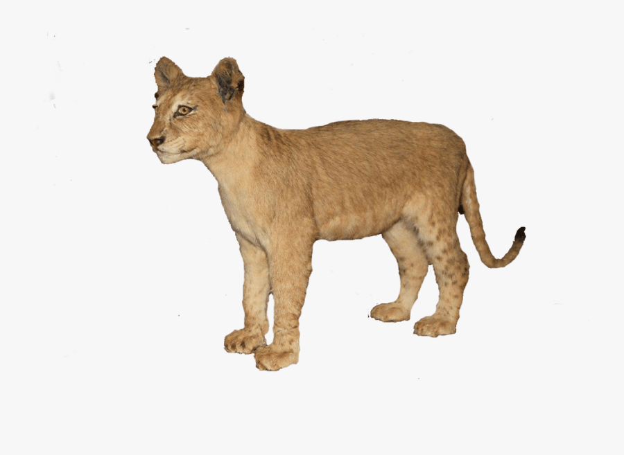 Clip Art Baby Lion Pictures - Baby Lion Transparent, Transparent Clipart