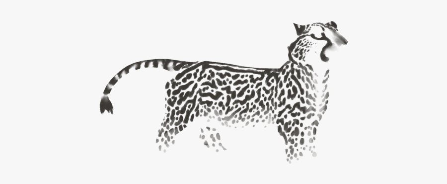 Cheetah, Transparent Clipart