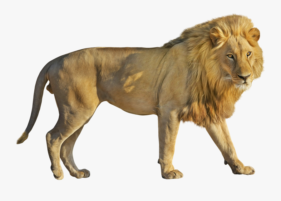 Lioness Clipart, Transparent Clipart
