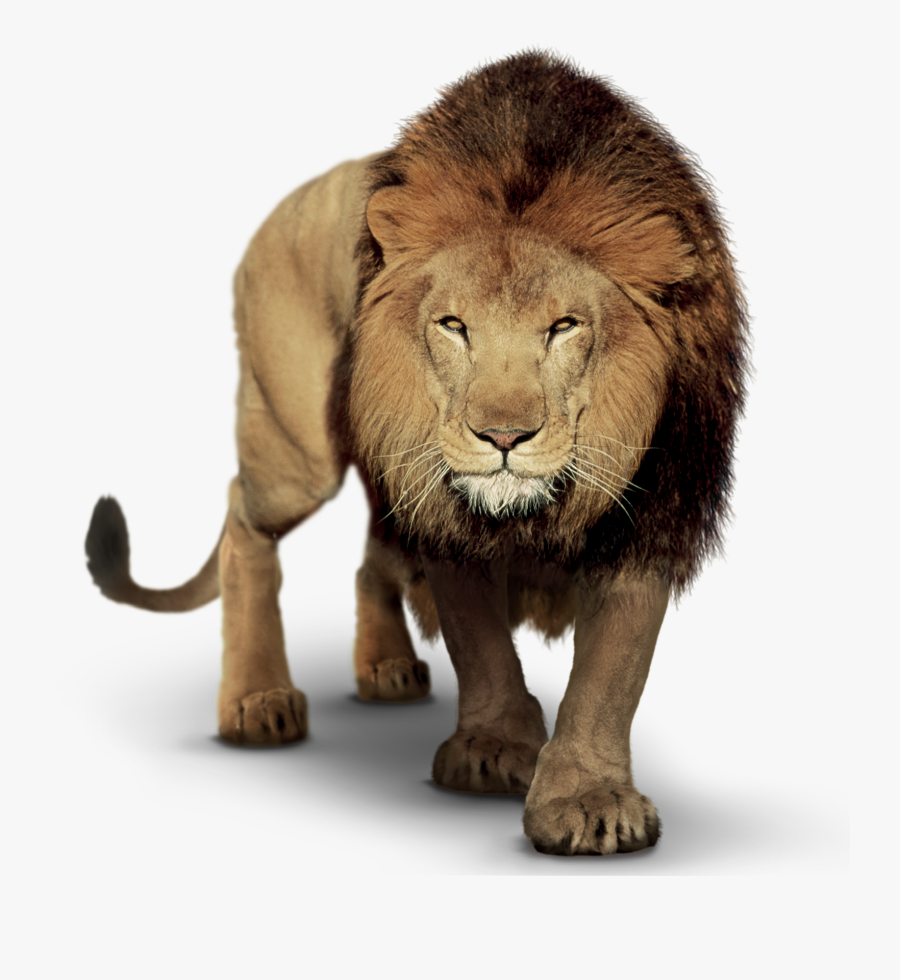 Lion Png For Picsart, Transparent Clipart