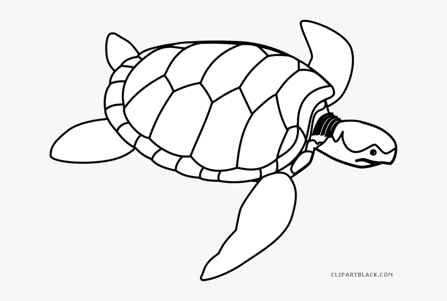 Black White Collection And - Sea Turtle Line Drawing, Transparent Clipart