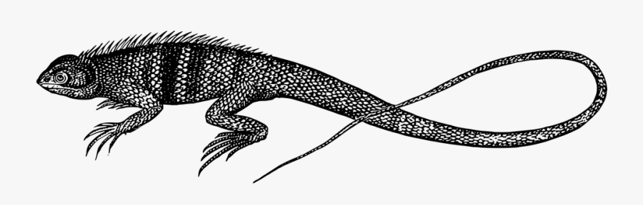 Lizard, Transparent Clipart