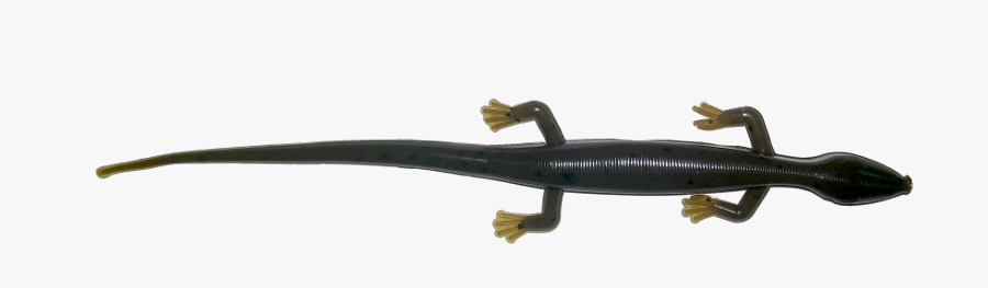 Gekkonidae, Transparent Clipart