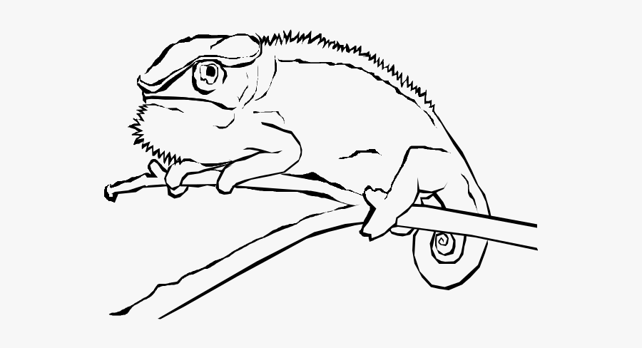 Clip Art Free To Use Base Common Chameleon Free Transparent Clipart Clipartkey