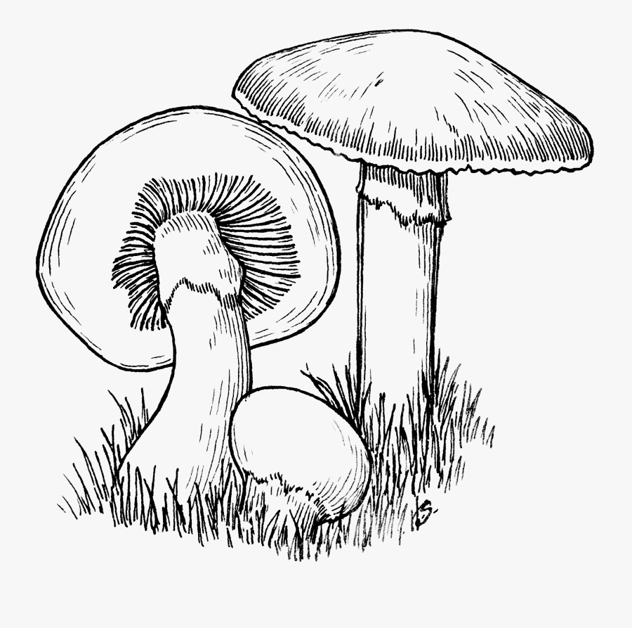Clip Art Watercolor Huge Freebie - Mushroom Black And White, Transparent Clipart